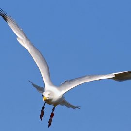 The ripple: are you a seagull manager?